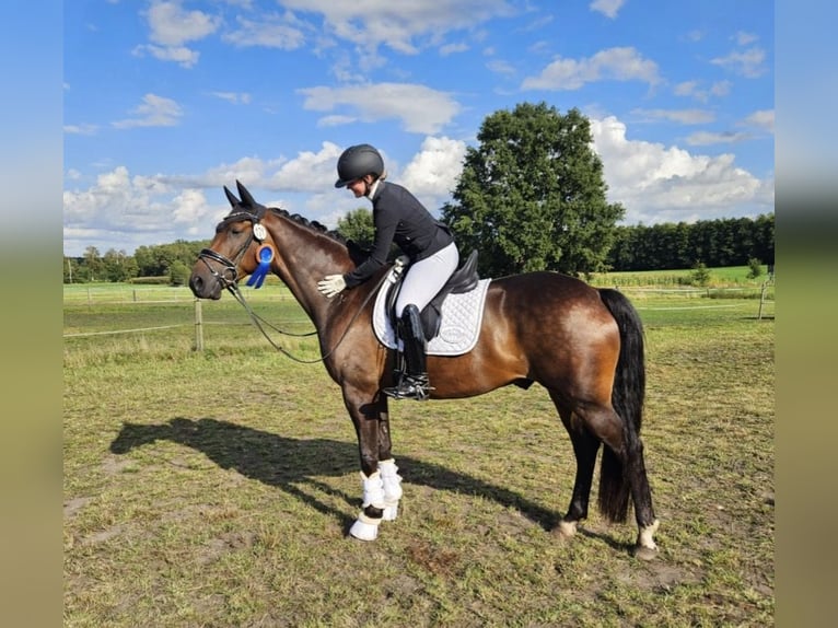 KWPN Wallach 7 Jahre 166 cm Brauner in Bassum