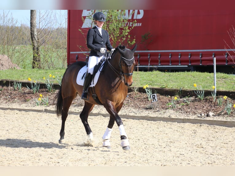 KWPN Wallach 7 Jahre 166 cm Brauner in Bassum