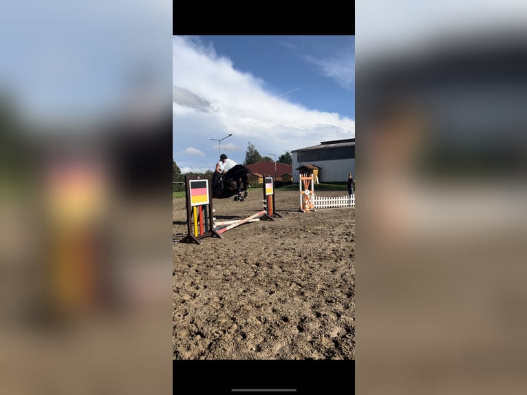 KWPN Wallach 7 Jahre 166 cm Brauner in Bassum