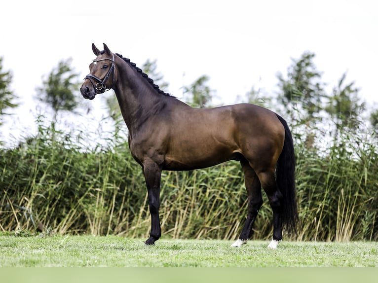 KWPN Wallach 7 Jahre 166 cm in Werkendam