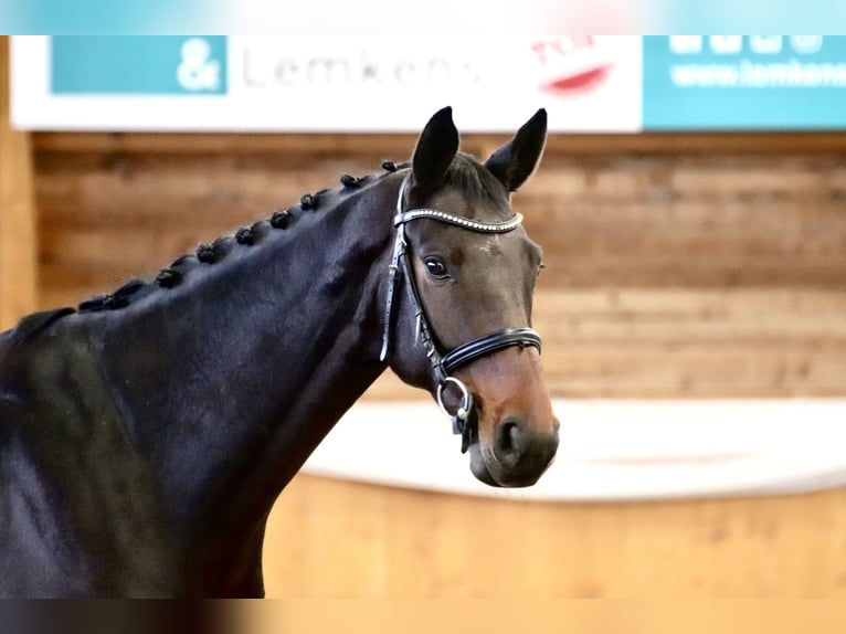 KWPN Wallach 7 Jahre 166 cm Dunkelbrauner in GROTE-BROGEL