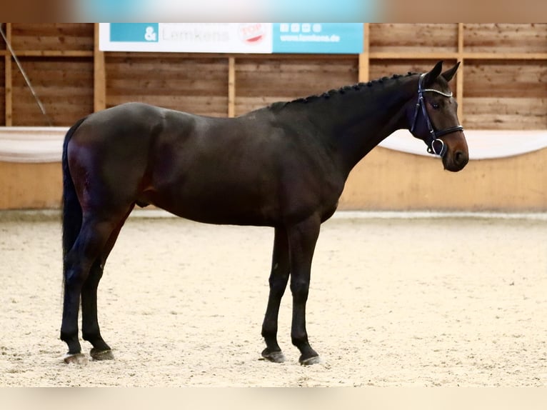 KWPN Wallach 7 Jahre 166 cm Dunkelbrauner in GROTE-BROGEL