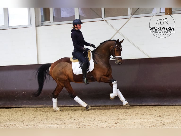 KWPN Wallach 7 Jahre 166 cm Dunkelbrauner in Rastede