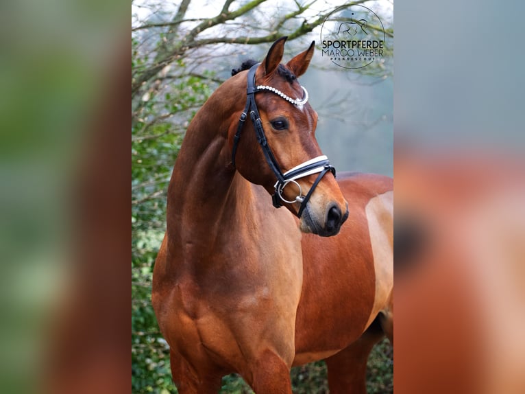KWPN Wallach 7 Jahre 166 cm Dunkelbrauner in Rastede