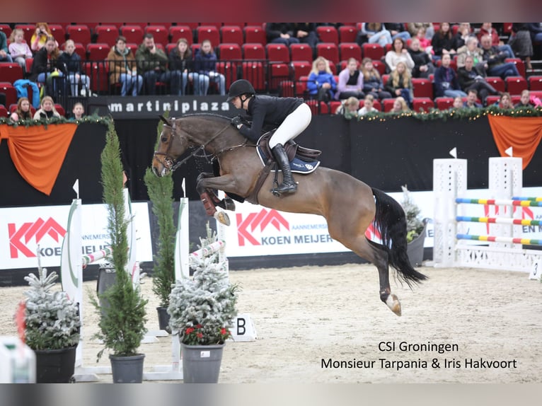 KWPN Wallach 7 Jahre 167 cm Brauner in Swifterbant