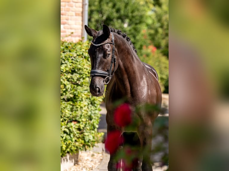 KWPN Wallach 7 Jahre 167 cm Rappe in Berlin