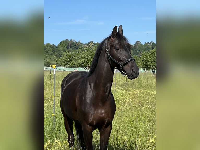 KWPN Wallach 7 Jahre 167 cm Rappe in M&#xF6;glingen