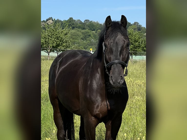 KWPN Wallach 7 Jahre 167 cm Rappe in M&#xF6;glingen