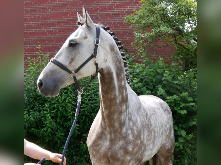 KWPN Wallach 7 Jahre 168 cm Apfelschimmel in Dorsten