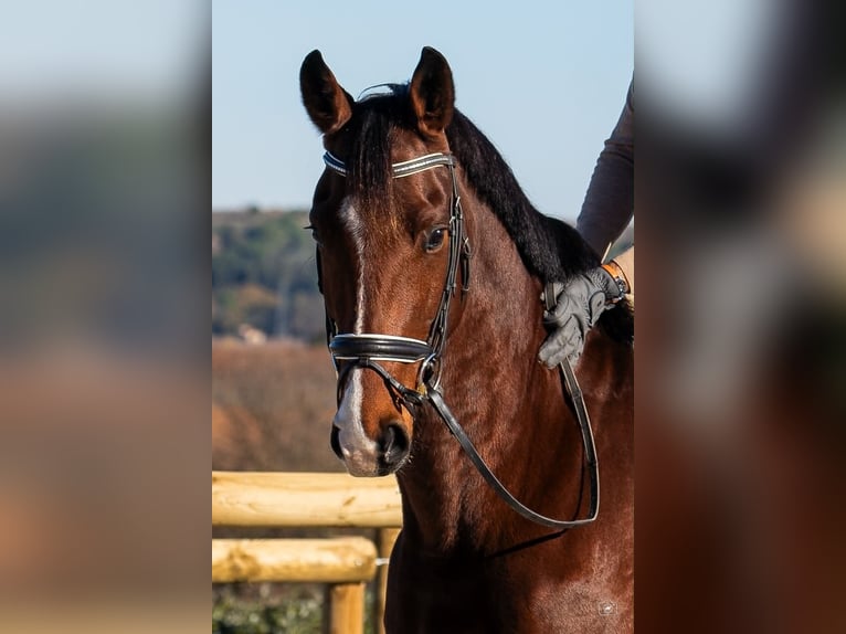 KWPN Wallach 7 Jahre 168 cm Brauner in Hérault