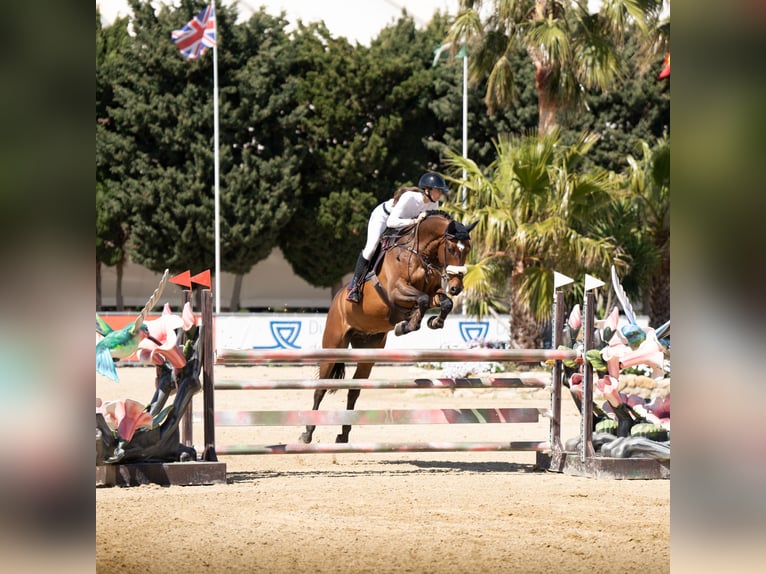 KWPN Wallach 7 Jahre 168 cm Brauner in Oberstadion