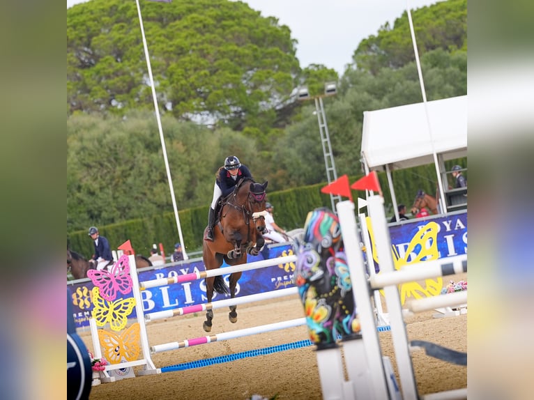 KWPN Wallach 7 Jahre 168 cm Brauner in Oberstadion