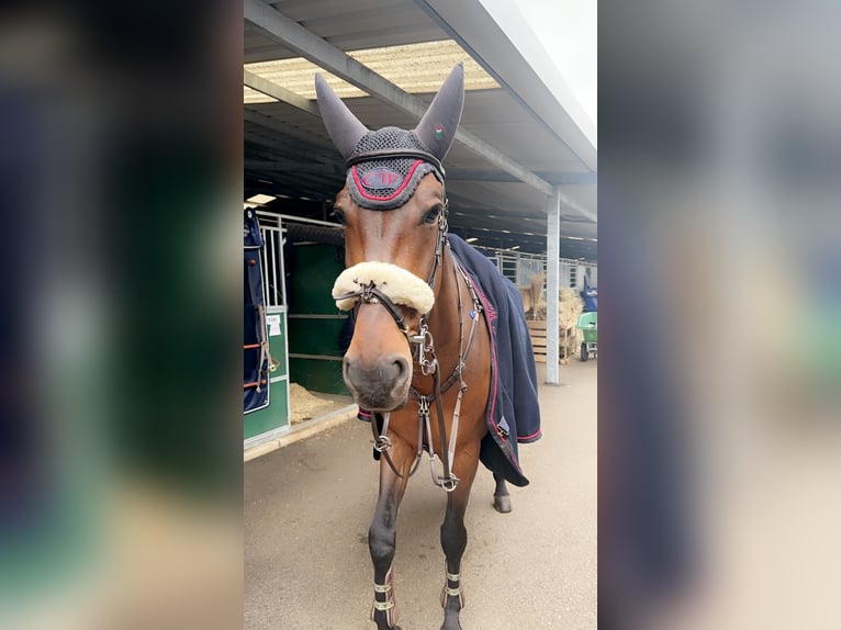 KWPN Wallach 7 Jahre 168 cm Brauner in Oberstadion