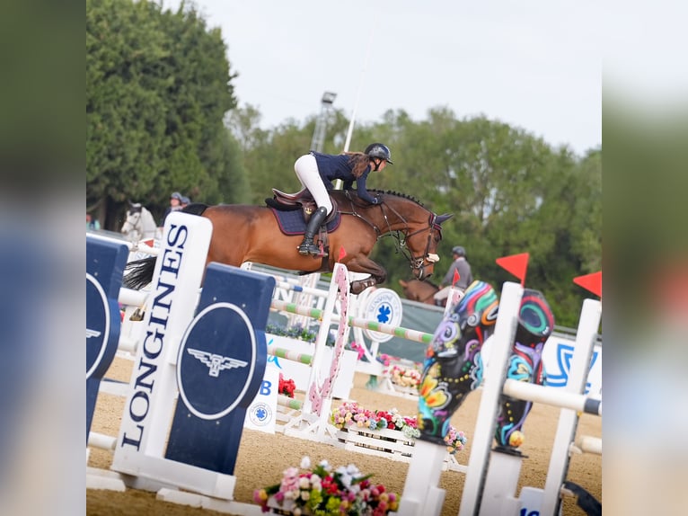 KWPN Wallach 7 Jahre 168 cm Brauner in Oberstadion