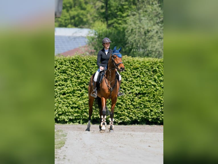 KWPN Wallach 7 Jahre 168 cm Brauner in Oer-Erkenschwick