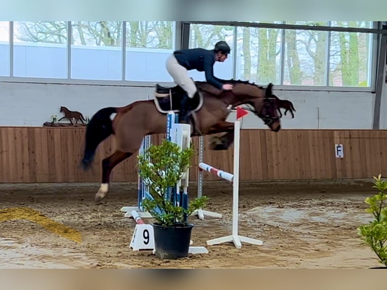 KWPN Wallach 7 Jahre 168 cm Brauner in Oer-Erkenschwick