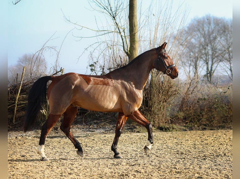 KWPN Wallach 7 Jahre 168 cm Brauner in Oer-Erkenschwick
