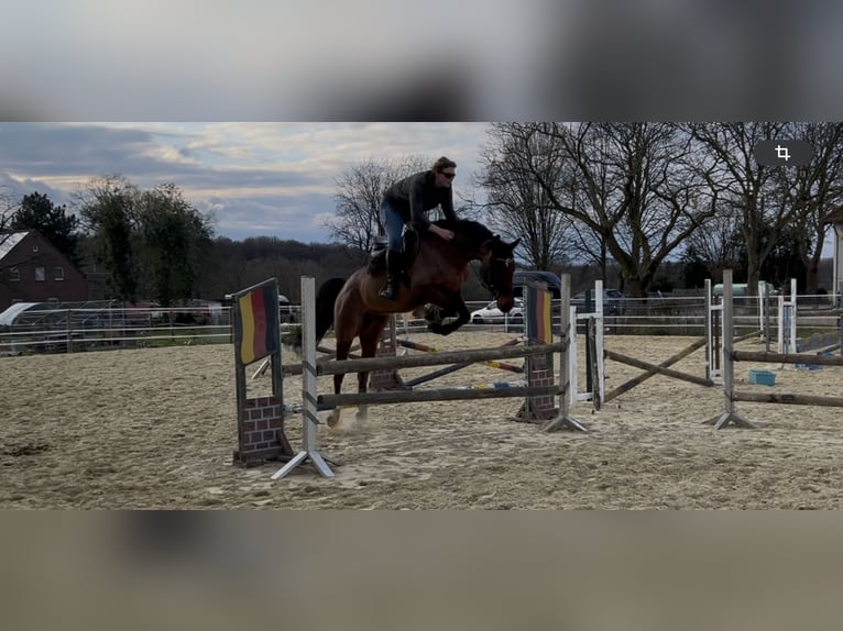 KWPN Wallach 7 Jahre 168 cm Brauner in Oer-Erkenschwick