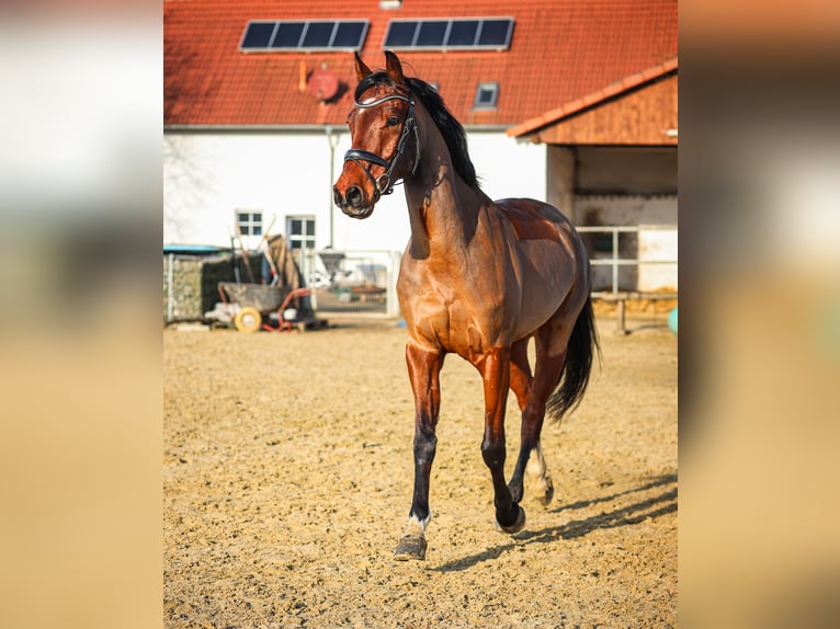 KWPN Wallach 7 Jahre 168 cm Brauner in Oer-Erkenschwick