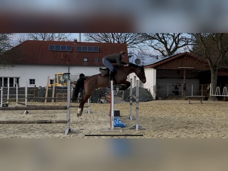 KWPN Wallach 7 Jahre 168 cm Brauner in Oer-Erkenschwick