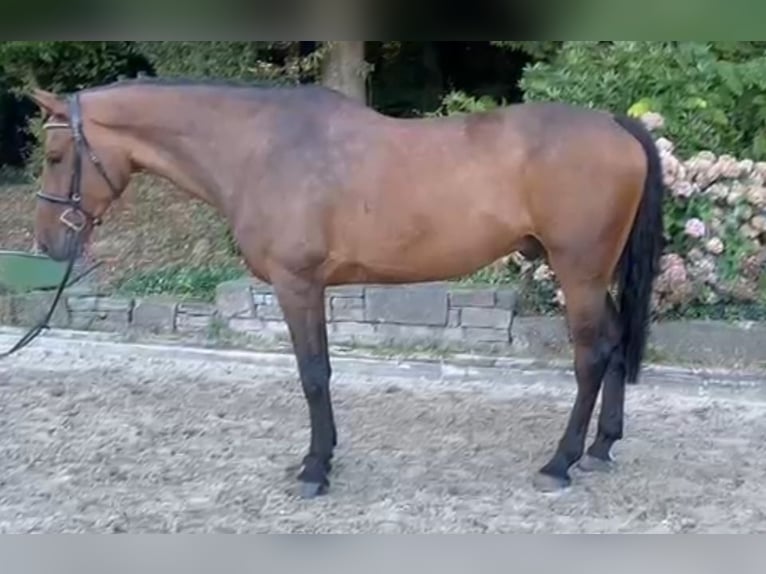 KWPN Wallach 7 Jahre 168 cm Dunkelbrauner in Overath