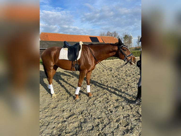 KWPN Wallach 7 Jahre 168 cm Dunkelfuchs in Middelharnis