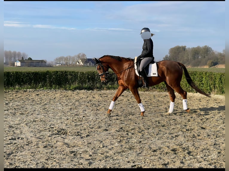 KWPN Wallach 7 Jahre 168 cm Dunkelfuchs in Middelharnis