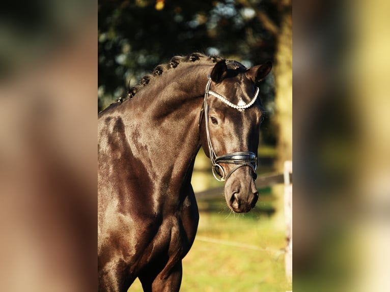 KWPN Wallach 7 Jahre 168 cm Rappe in Xanten