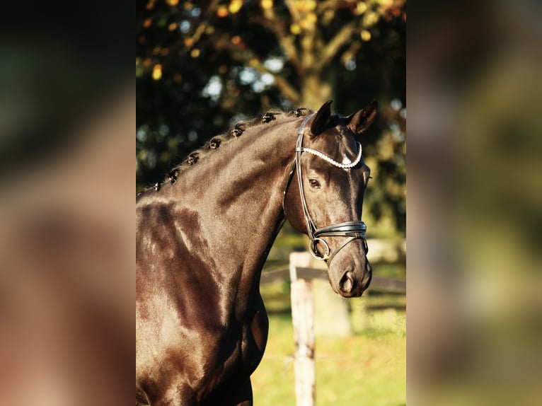 KWPN Wallach 7 Jahre 168 cm Rappe in Xanten