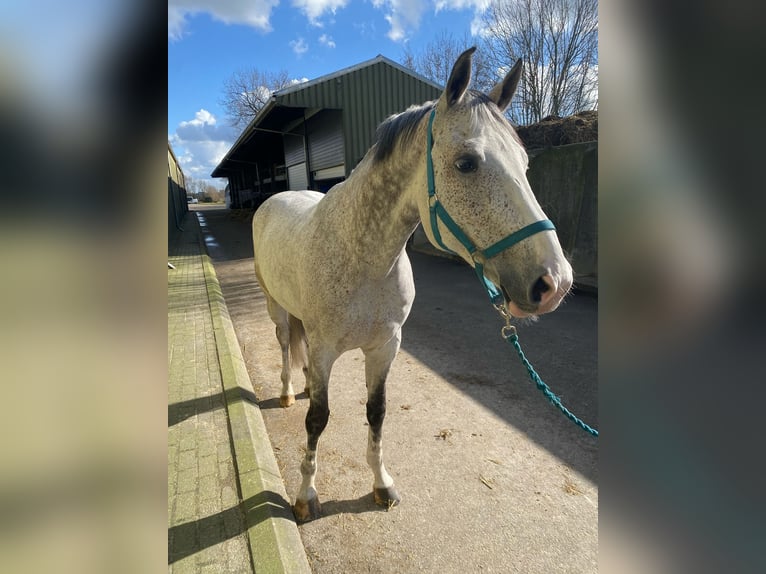 KWPN Wallach 7 Jahre 168 cm Schimmel in Holten