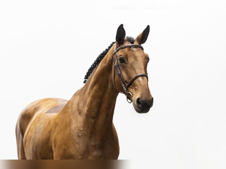 KWPN Wallach 7 Jahre 168 cm in Waddinxveen