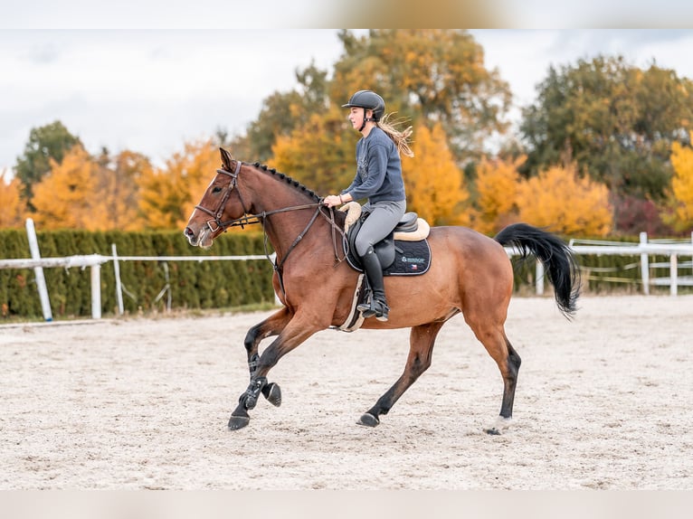 KWPN Wallach 7 Jahre 168 cm in Zduchovice