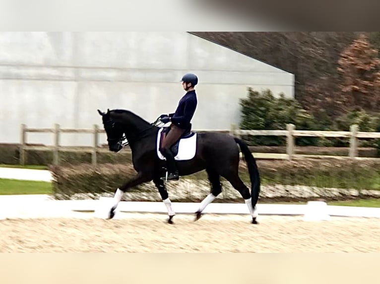 KWPN Wallach 7 Jahre 169 cm Rappe in Bree