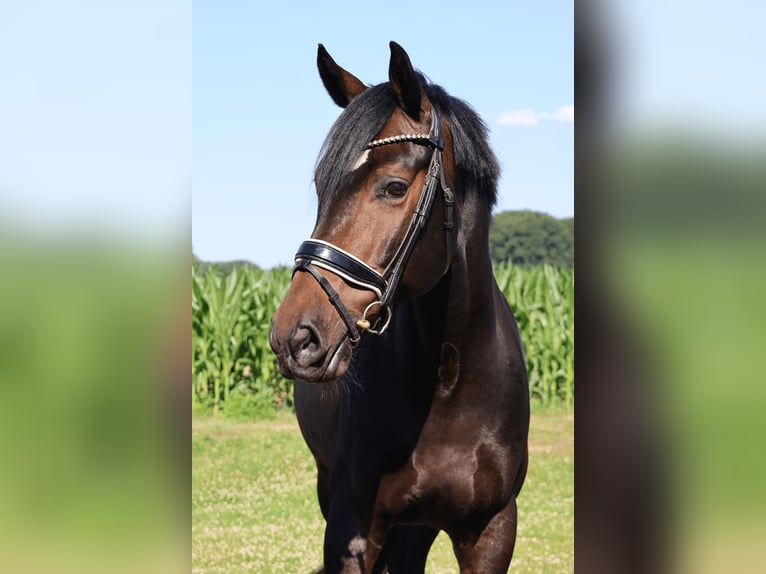 KWPN Wallach 7 Jahre 170 cm Brauner in Haftenkamp