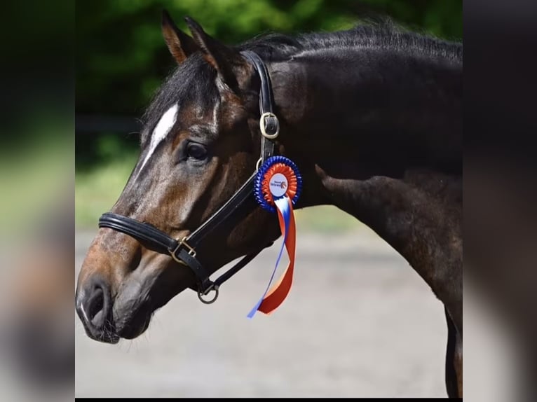 KWPN Wallach 7 Jahre 170 cm Brauner in Xanten