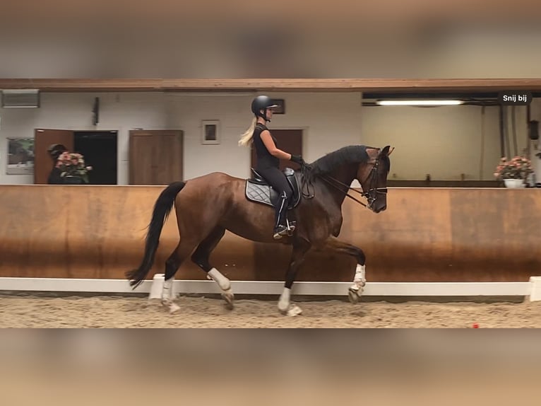 KWPN Wallach 7 Jahre 170 cm Brauner in GROTE-BROGEL