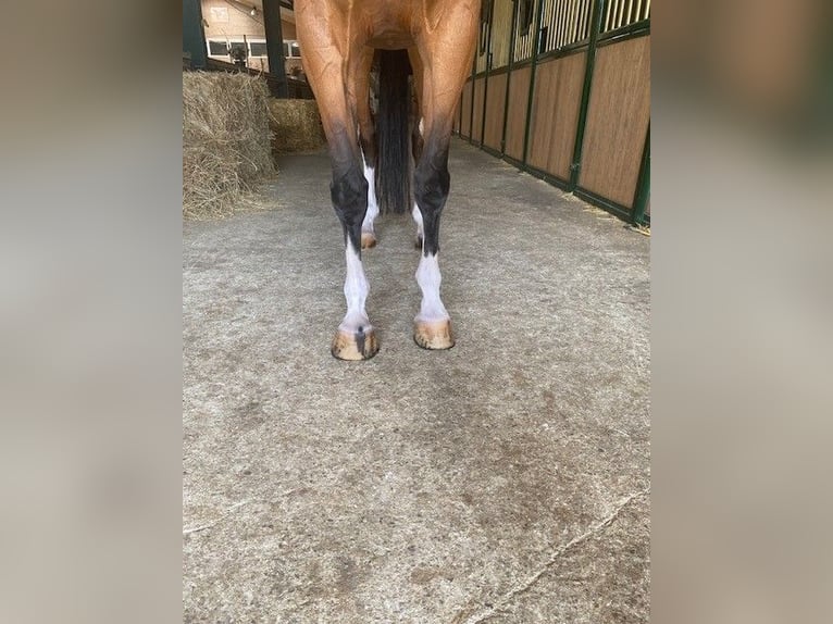 KWPN Wallach 7 Jahre 170 cm Brauner in GROTE-BROGEL