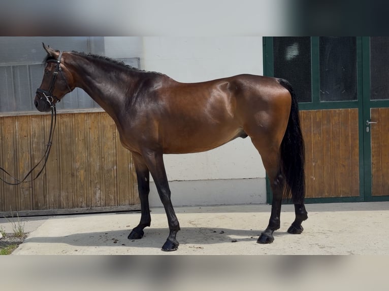 KWPN Wallach 7 Jahre 170 cm Brauner in Puch