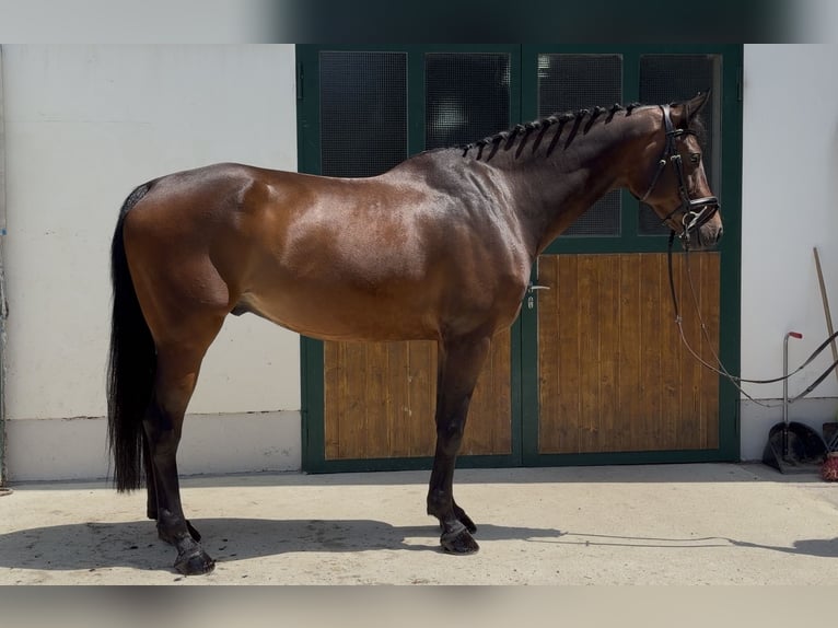 KWPN Wallach 7 Jahre 170 cm Brauner in Puch
