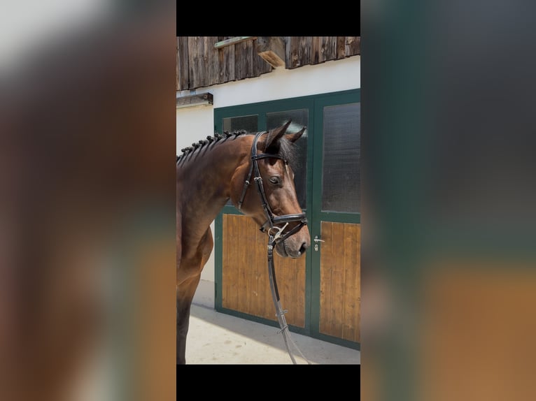 KWPN Wallach 7 Jahre 170 cm Brauner in Puch