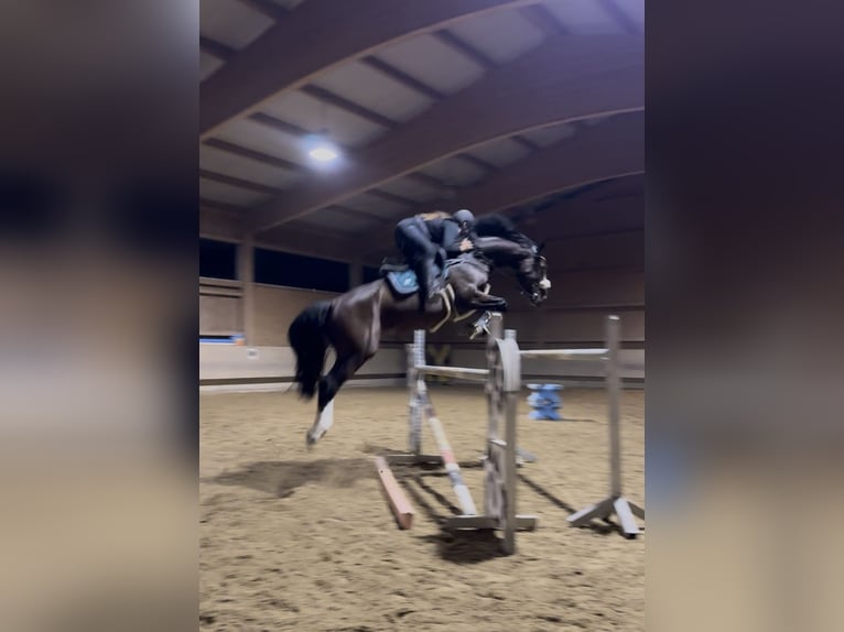 KWPN Wallach 7 Jahre 170 cm Brauner in Schlins