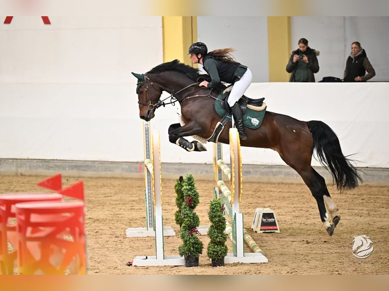 KWPN Wallach 7 Jahre 170 cm Brauner in Schlins