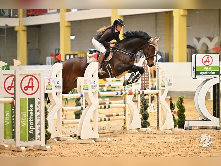 KWPN Wallach 7 Jahre 170 cm Brauner in Schlins