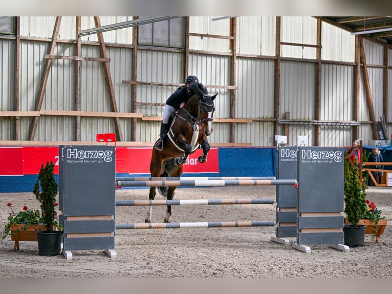 KWPN Wallach 7 Jahre 170 cm Brauner in Schlins