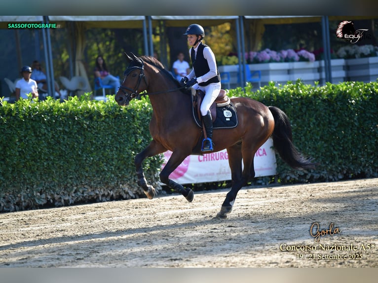 KWPN Wallach 7 Jahre 170 cm Dunkelbrauner in Novazzano