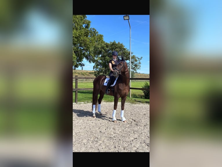 KWPN Wallach 7 Jahre 170 cm Dunkelfuchs in Kampen