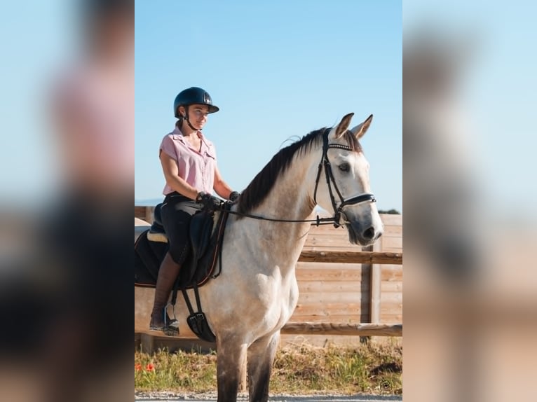 KWPN Wallach 7 Jahre 170 cm Falbe in Hérault