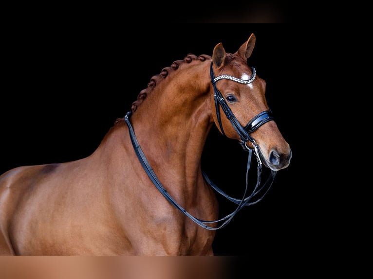 KWPN Wallach 7 Jahre 170 cm Fuchs in Kwadijk