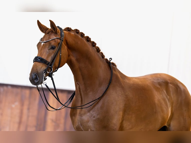 KWPN Wallach 7 Jahre 170 cm Fuchs in Kwadijk