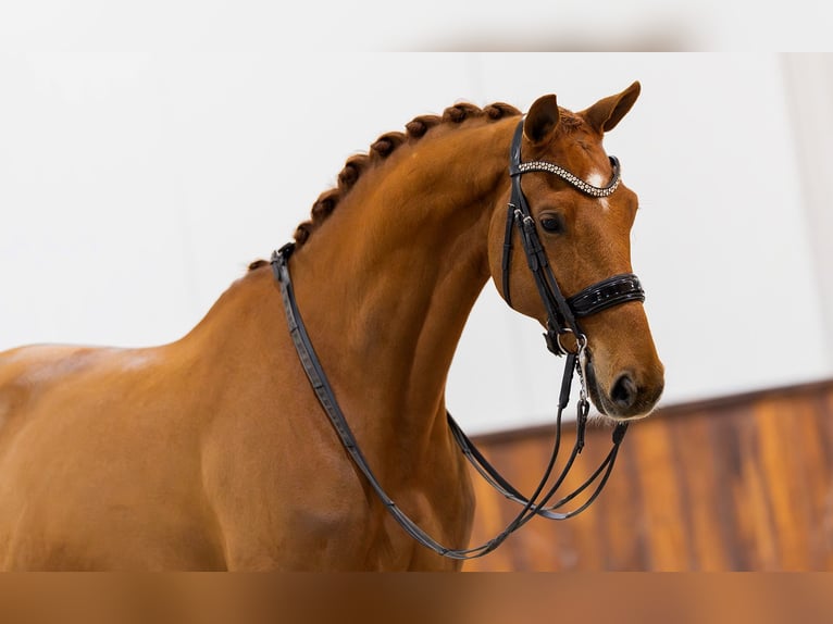 KWPN Wallach 7 Jahre 170 cm Fuchs in Kwadijk